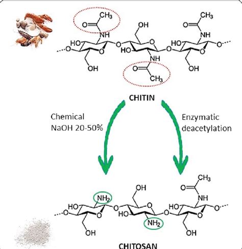 autoclave chitosan|chitosan deacetylation.